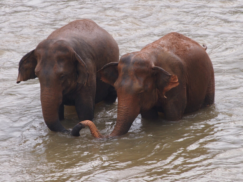 Two elephants holding trunks