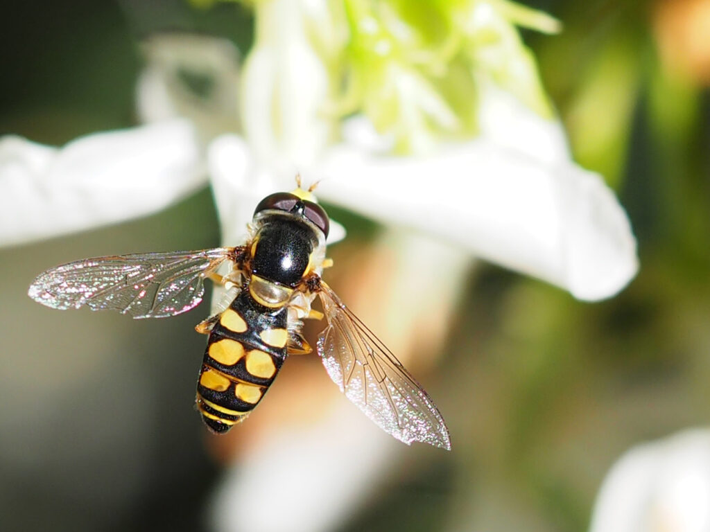 Close up of Bee on a white flower.