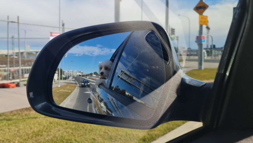 Car's side mirror reflecting a dog with their head outside.